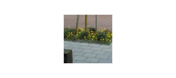 bloembollen in boomvak